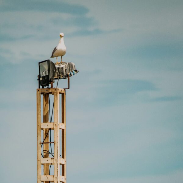 Seagull perched on a tall wooden pole against a blue sky.