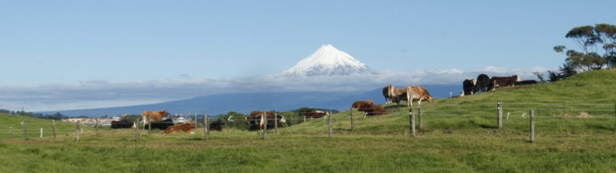 a green field with a herd of dairy cows, in the background is a soaring shield volcano mountain with clouds around the base: Mt Taranaki